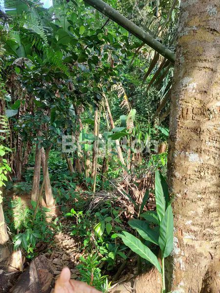 image INVESTASI TANAH PREMIUM 31X82M DI MELANTI ANJOSMORO PALARAN (1)