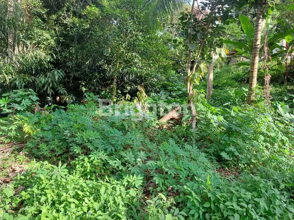 image INVESTASI TANAH PREMIUM 31X82M DI MELANTI ANJOSMORO PALARAN (7)