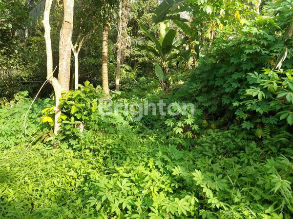 image INVESTASI TANAH PREMIUM 31X82M DI MELANTI ANJOSMORO PALARAN (4)