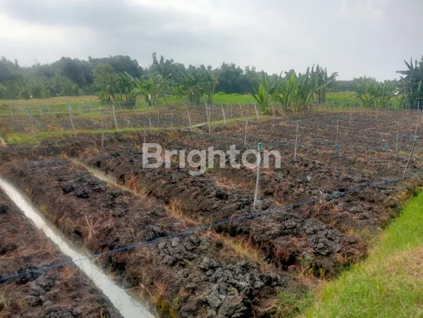 DIJUAL TANAH DESA TEGAL REJO PROBOLINGGO