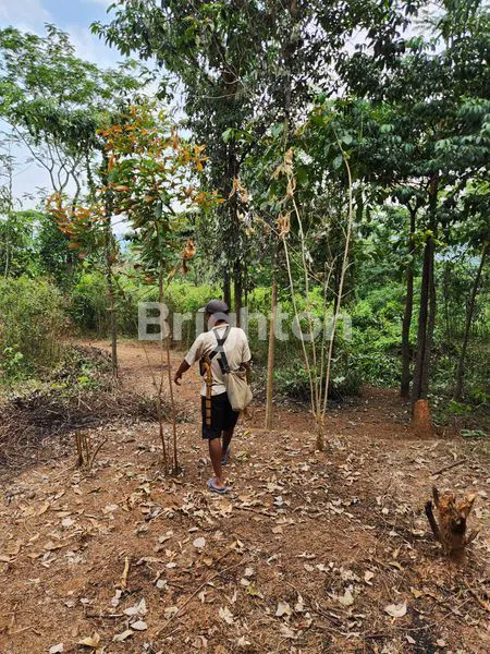 image TANAH DARAT PASIRTANJUNG CARIU, KABUPATEN BOGOR (7)