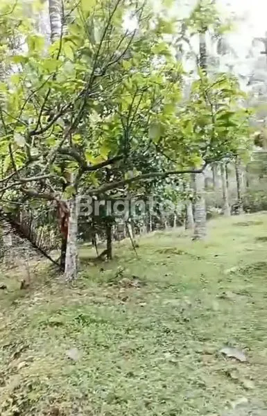 image TANAH KEBUN KOSONG PENEBEL (2)