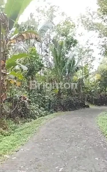 image TANAH KEBUN KOSONG PENEBEL (5)