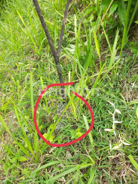 image TANAH PEKARANGAN KEDUNGSARI (4)