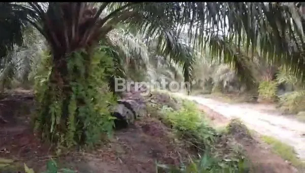 DIJUAL TANAH KEBUN KELAPA SAWIT, KOTAWARINGIN KALIMANTAN SELATAN