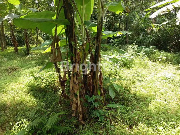 image JUAL TANAH LUAS! COCOK UTK INVESTASI! DI TAMANREJO BOJA (3)