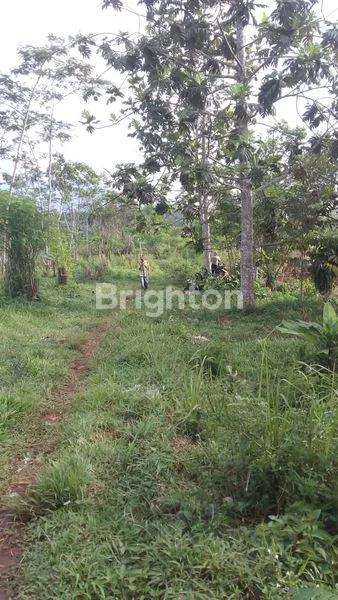 TANAH LUAS 82.978M² COCOK VILLA & PERKEBUNAN