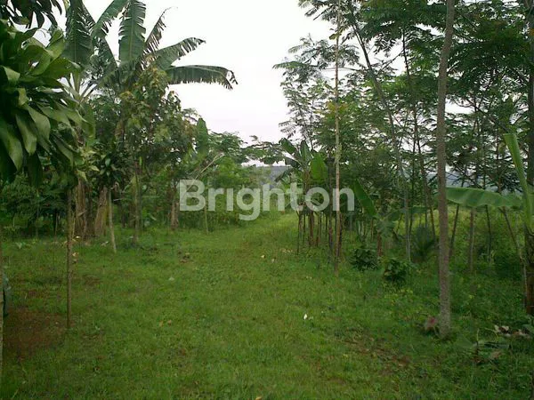 image TANAH LUAS 82.978M² COCOK VILLA & PERKEBUNAN (3)