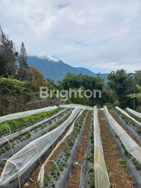 image TANAH 14 ARE PINGGIR JALAN RAYA CANDI KUNING (1)