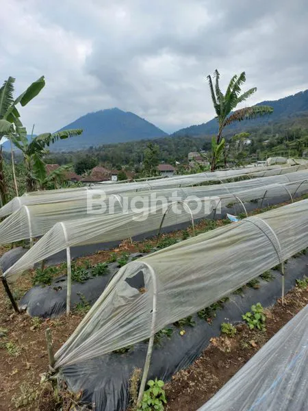 image TANAH 14 ARE PINGGIR JALAN RAYA CANDI KUNING (6)