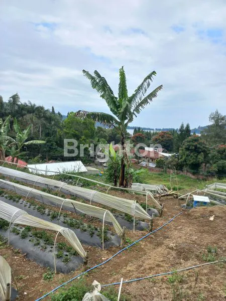 image TANAH 14 ARE PINGGIR JALAN RAYA CANDI KUNING (4)