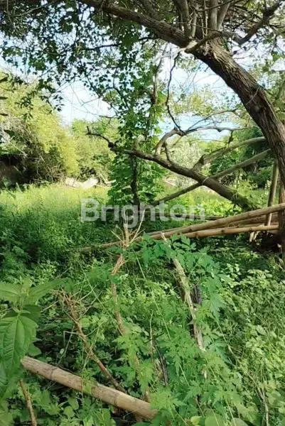 TANAH MURAH DI PINGGIR JALAN UTAMA ULUWATU