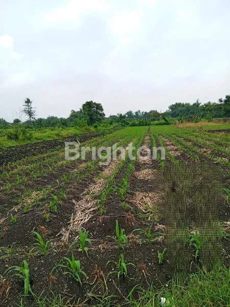 image KAVLING TANAH DI WRINGINANOM GRESIK  (1)