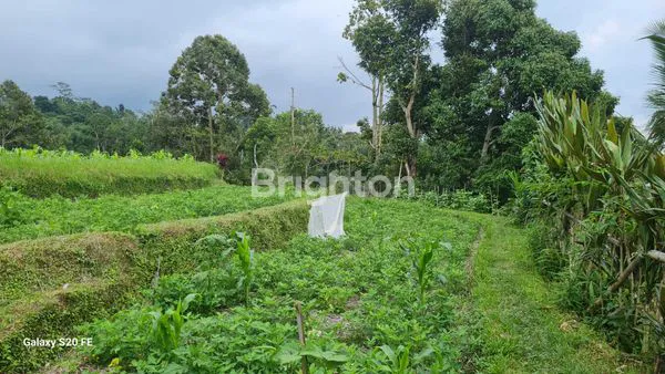 image  TANAH SEWA DI  JATILUWIH VIEW SAWAH TERASERING (6)