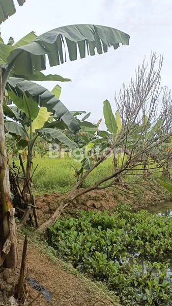 image KAVLING SIAP BANGUN DAN DEKAT LOKASI GUDANG DAN PABRIK DI NAROGONG (6)