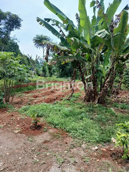 image TANAH PERKEBUNAN COCOK UNTUK USAHA BISNIS DAERAH PARUNG , BOGOR (2)
