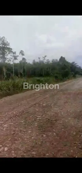 LAHAN LUAS UNTUK KEBUN SAWIT