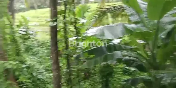 image TANAH PERTANIAN 10 ARE ZONA BEBAS PENGELOLAAN (6)