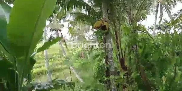 image TANAH PERTANIAN 10 ARE ZONA BEBAS PENGELOLAAN (2)