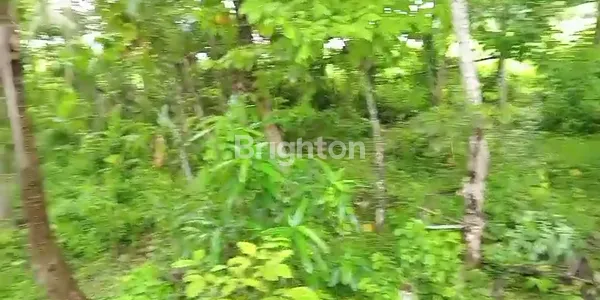 image TANAH PERTANIAN 10 ARE ZONA BEBAS PENGELOLAAN (3)