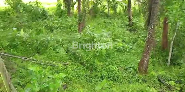 image TANAH PERTANIAN 10 ARE ZONA BEBAS PENGELOLAAN (4)