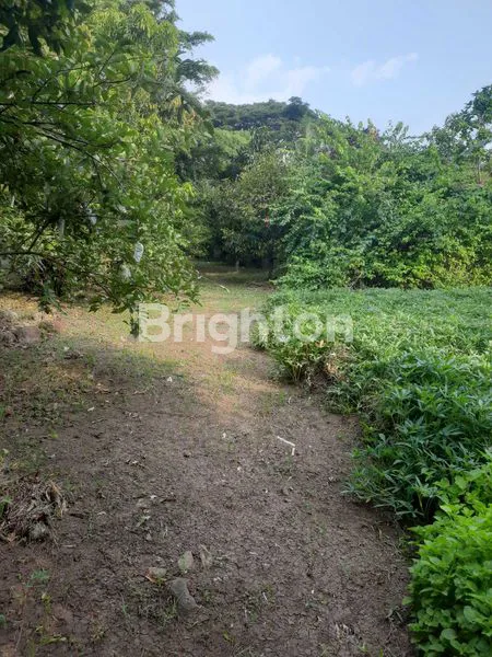 image TANAH KEBUN UNTUK TEMPAT WISATA ALAM (5)