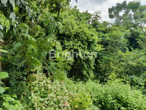 image TANAH LANGKA SUPER MURAH DAN STARTEGIS DI GEDONG SARI KOMPLEK VILLA  NUSA DUA (7)