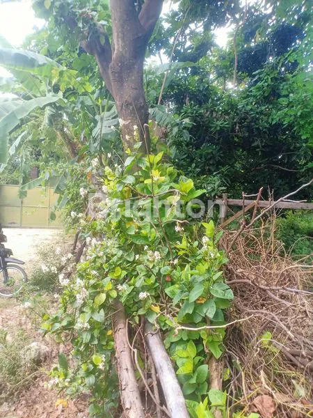 image TANAH LANGKA BY PASS NGURAH RAI (2)