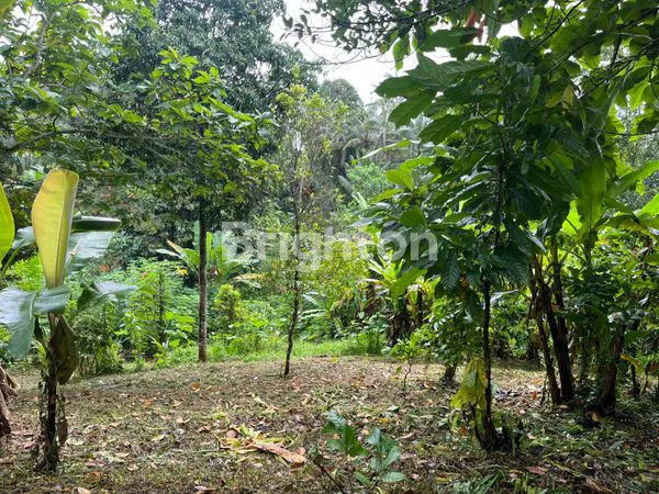 image TANAH KEBUN 7000 M2 DI PENEBEL, TABANAN (1)