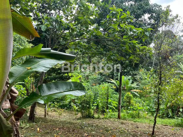 image TANAH KEBUN 7000 M2 DI PENEBEL, TABANAN (3)