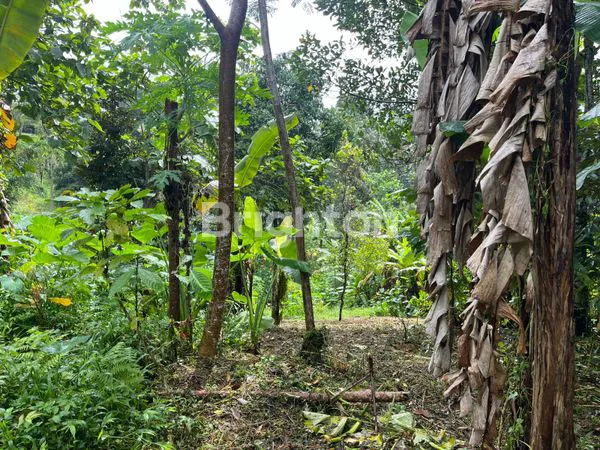 image TANAH KEBUN 7000 M2 DI PENEBEL, TABANAN (4)