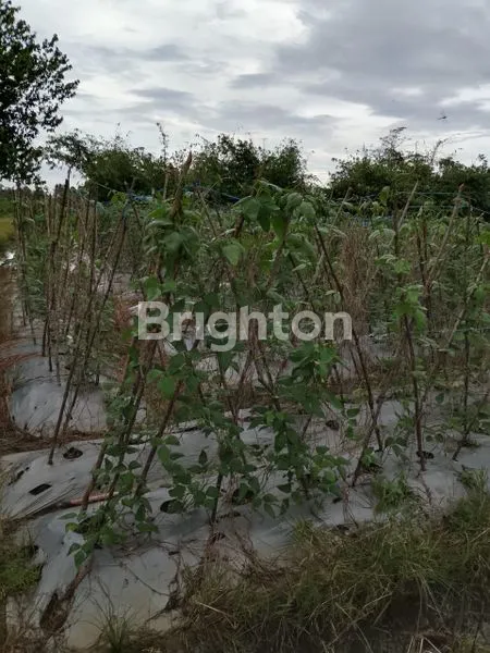 Gambar Property JUAL TANAH GRATIS TANAMAN