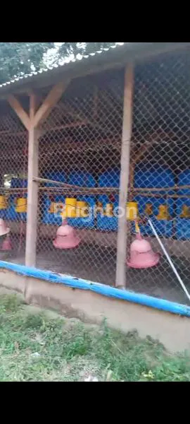 image DIJUAL CEPAT RUMAH DAN KANDANG AYAM (2)
