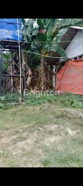 image DIJUAL CEPAT RUMAH DAN KANDANG AYAM (6)