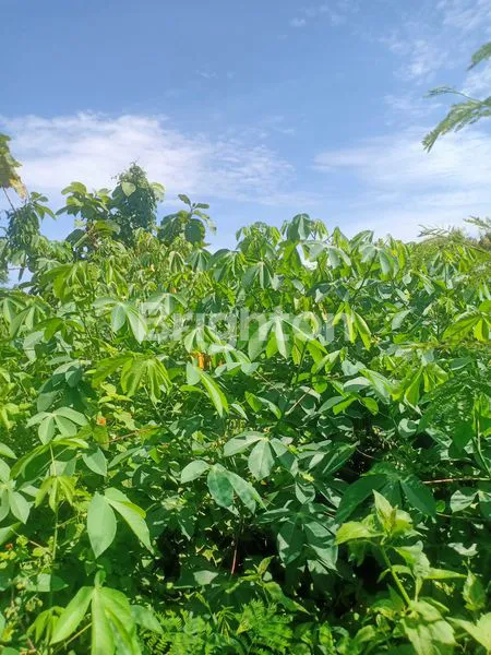 image TANAH STRATEGIS DI UNGASAN (6)