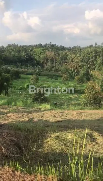image KEBUN DURIAN PRODUKTIF DI ANTOSARI, TABANAN (5)