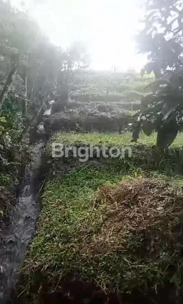 image KEBUN DURIAN PRODUKTIF DI ANTOSARI, TABANAN (4)