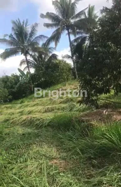 image KEBUN DURIAN PRODUKTIF DI ANTOSARI, TABANAN (6)
