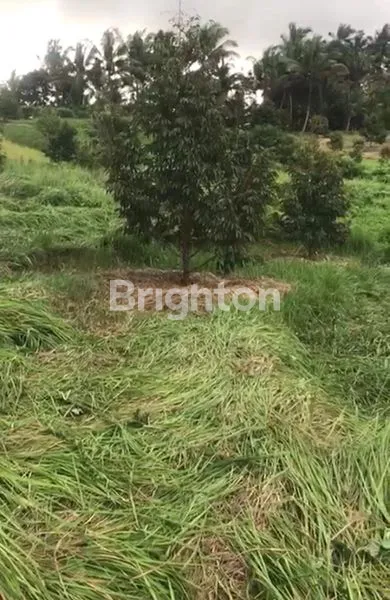 image KEBUN DURIAN PRODUKTIF DI ANTOSARI, TABANAN (3)