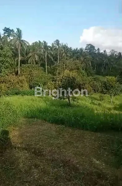 KEBUN DURIAN PRODUKTIF DI ANTOSARI, TABANAN