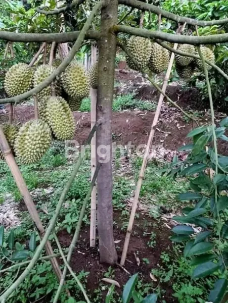 image INVESTASI PROPEKTIF, BELI TANAH BONUS KEBUN DURIAN DI JASINGA BOGOR (2)