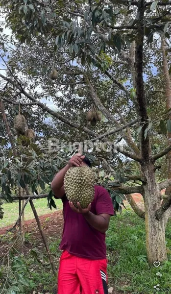 image INVESTASI PROPEKTIF, BELI TANAH BONUS KEBUN DURIAN DI JASINGA BOGOR (3)