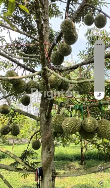 image INVESTASI PROPEKTIF, BELI TANAH BONUS KEBUN DURIAN DI JASINGA BOGOR (6)