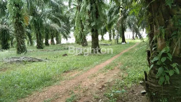 image DIJUAL CEPAT TANAH  LOKASI LAMPUNG SELATAN COCOK UNTUK BUAT RS,PERUMAHAN ATAU KAMPUS (1)