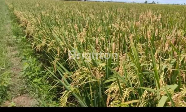 image SAWAH DI BALONG PANGGANG, GRESIK (2)