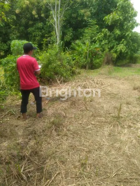 image SAWAH DI BALONG PANGGANG, GRESIK (1)