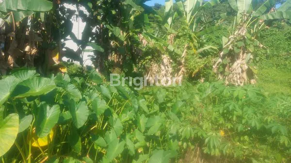 image TANAH SIAP BANGUN 160M² DI JL. SURYANATA, AKSES FASILITAS LENGKAP (3)