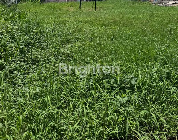 image DUA SLOT TANAH DI PANTAI SESEH MENGWI BADUNG  10ARE DAN 20 ARE (3)