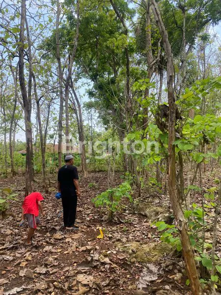 image TANAH DI PLAYEN GUNUNGKIDUL, BENTUK PERSEGI, INVESTASI MENJANJIKAN! (3)