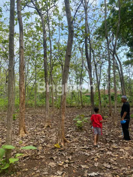 image TANAH DI PLAYEN GUNUNGKIDUL, BENTUK PERSEGI, INVESTASI MENJANJIKAN! (5)